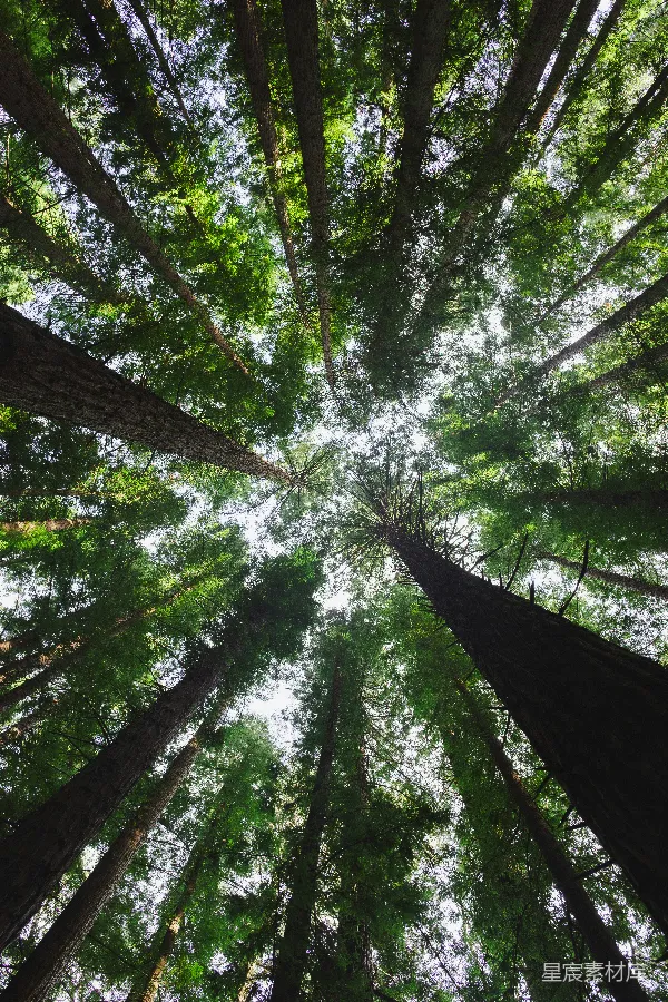 高清摄影 高耸入云的森林