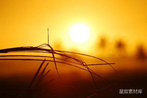 高清摄影 夕阳下的稻草