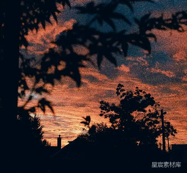 高清摄影 黄昏时分的树影与鸟影