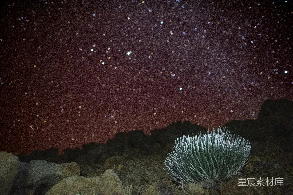 高清摄影 星空下的火山植物