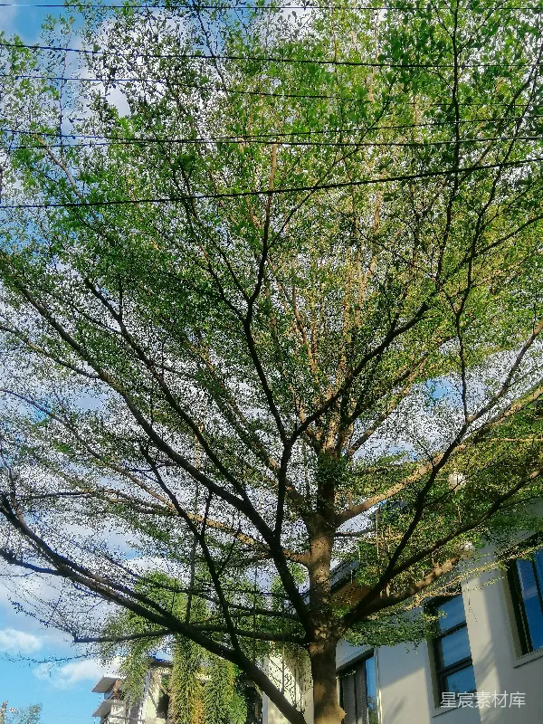 高清摄影 春日绿树与电线交织