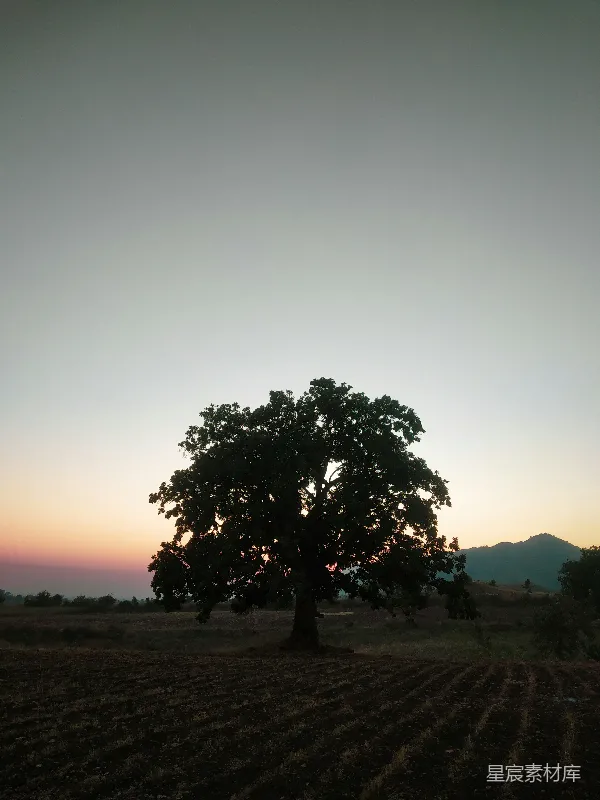 高清摄影 夕阳下的独木成林