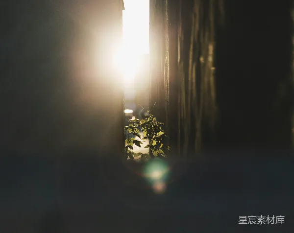 高清摄影 光影中的绿植