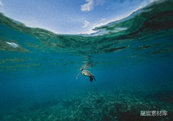 高清摄影 海龟在白天 underwater 游泳