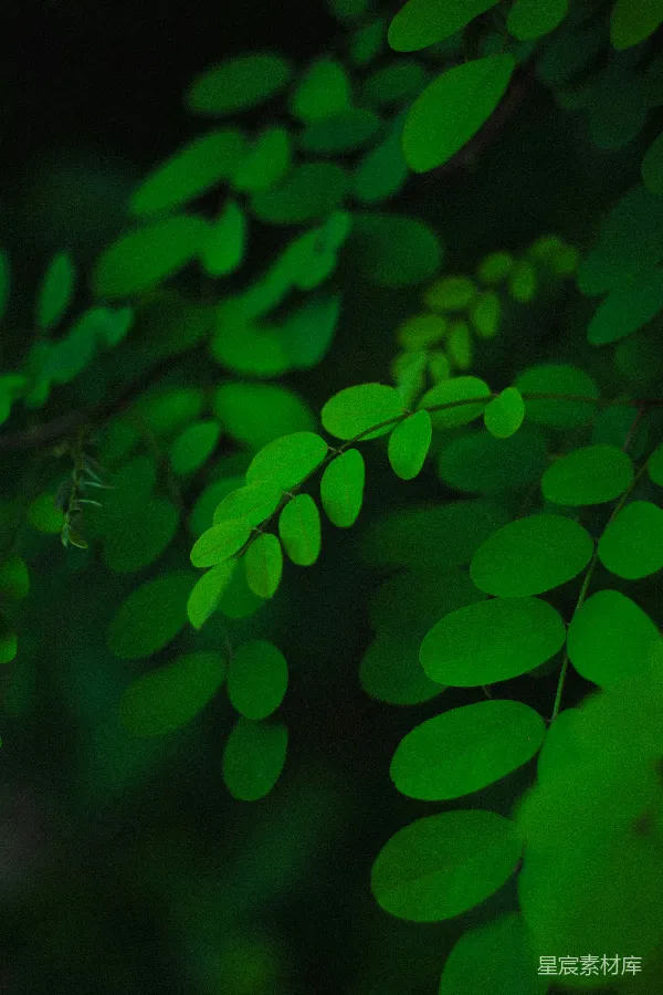 高清摄影 夜色中的荧光绿叶