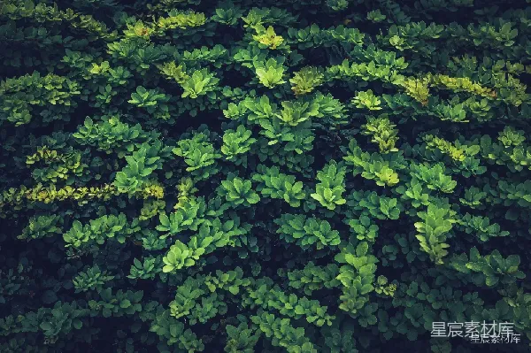 高清摄影 自然绿意 - 绿植背景