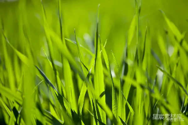 高清摄影 阳光下的青草地
