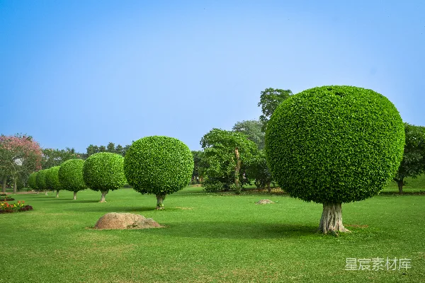 高清摄影 一群长在草地上的树木