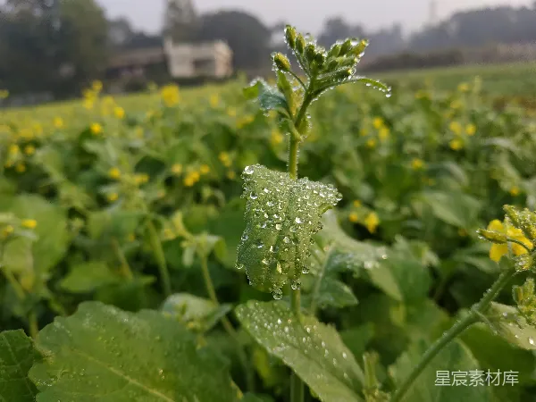高清摄影 植物的特写镜头