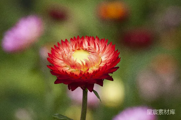 高清摄影 聚焦于红色花瓣花朵的选择性摄影