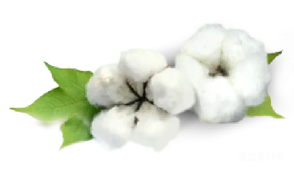 元素素材 洁白的棉花与绿叶