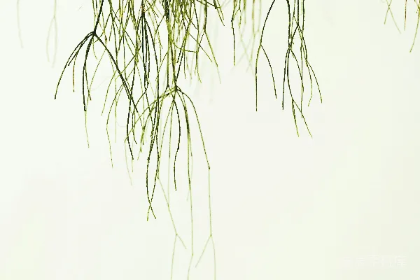 高清摄影 在白色背景上的一棵树枝的特写。