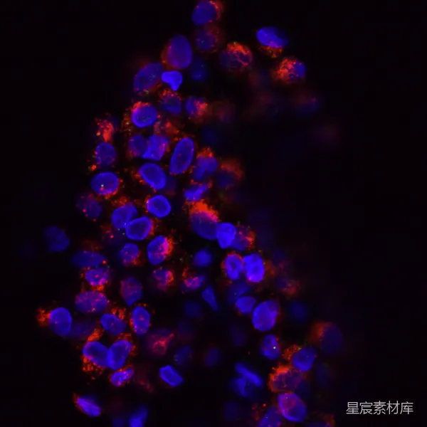 高清摄影 黑底上紫色和粉色的灯光
