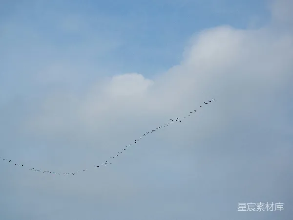 高清摄影 群鸟在云层背景下的V字形飞行