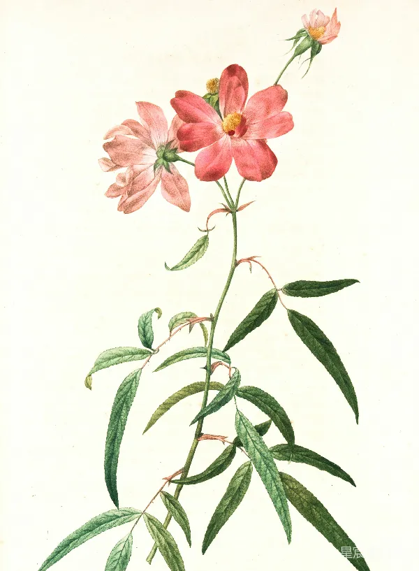 高清摄影 粉绿花绘画