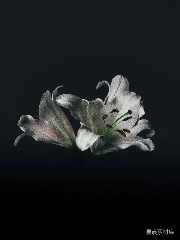 高清摄影 纯白东方百合花