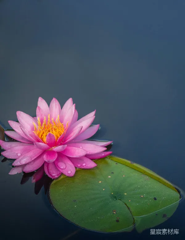高清摄影 水中粉色莲花