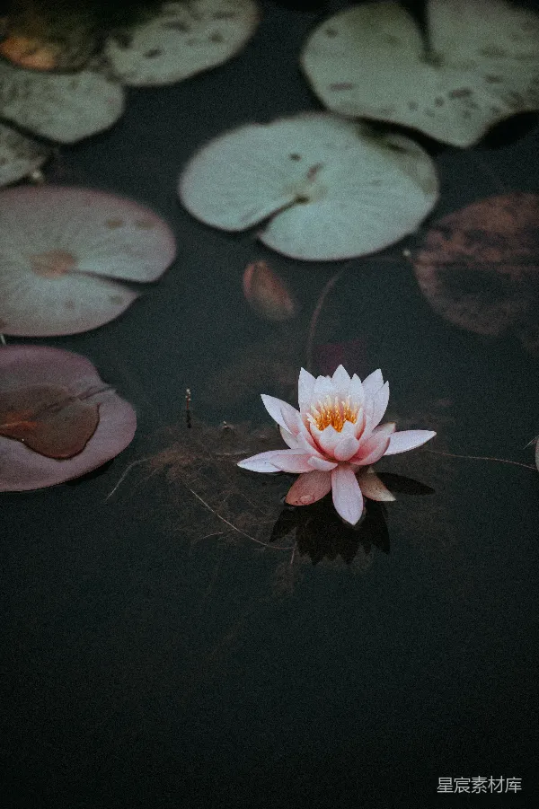 高清摄影 粉色荷花置于清澈的水面中