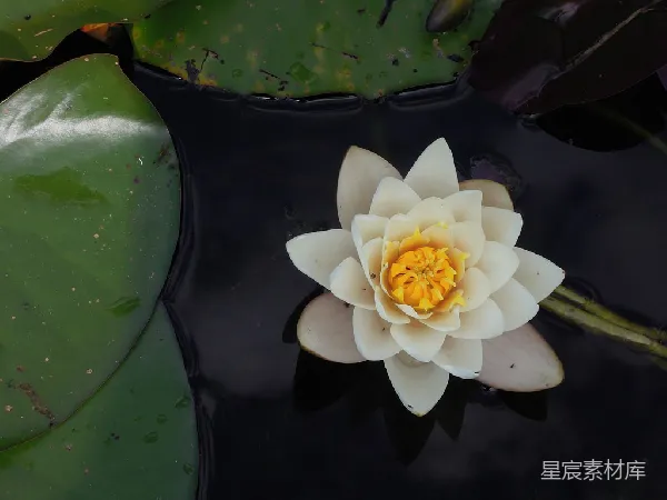 高清摄影 水上白莲花