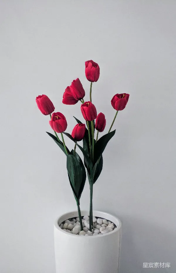 高清摄影 红 tulip 在