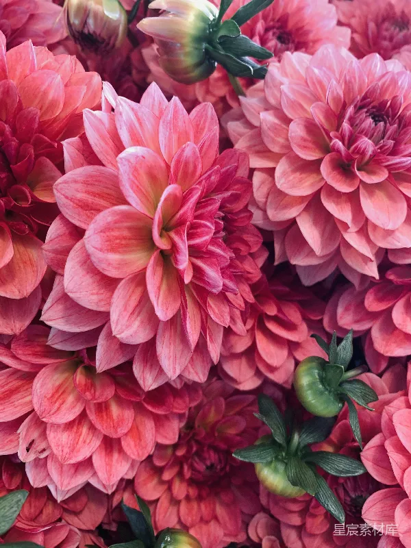 高清摄影 粉瓣花朵