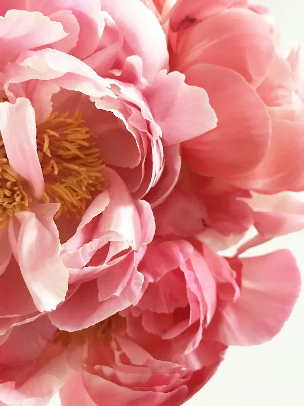 高清摄影 粉红色簇生花瓣的花