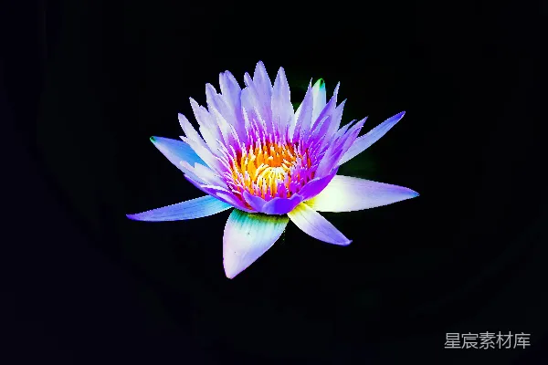 高清摄影 粉色和黄色的睡莲