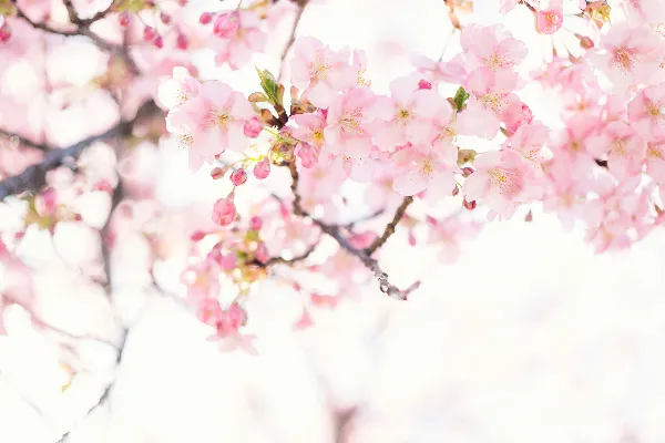 高清摄影 绯红樱花花蕾