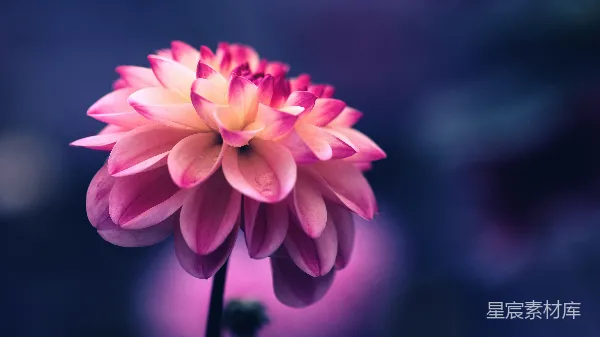 高清摄影 聚焦于粉色花瓣花朵的选拍照片