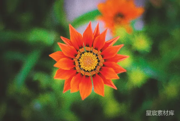 高清摄影 浅聚焦效果的橙花照片