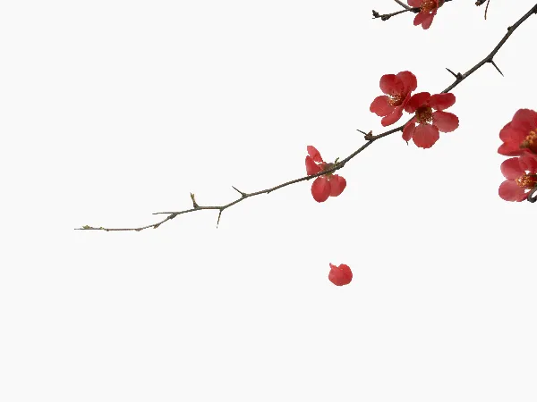 高清摄影 春日花语：红花与花瓣