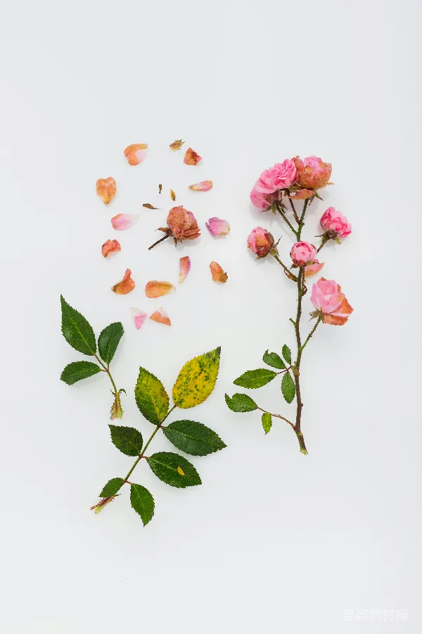 高清摄影 白色背景上的粉红色花瓣花