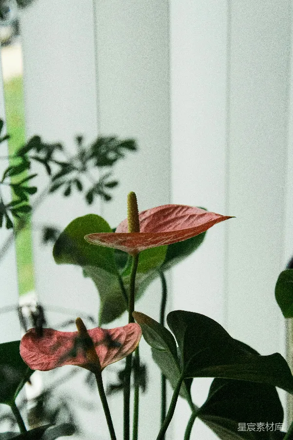 高清摄影 盛开的红鸟足花