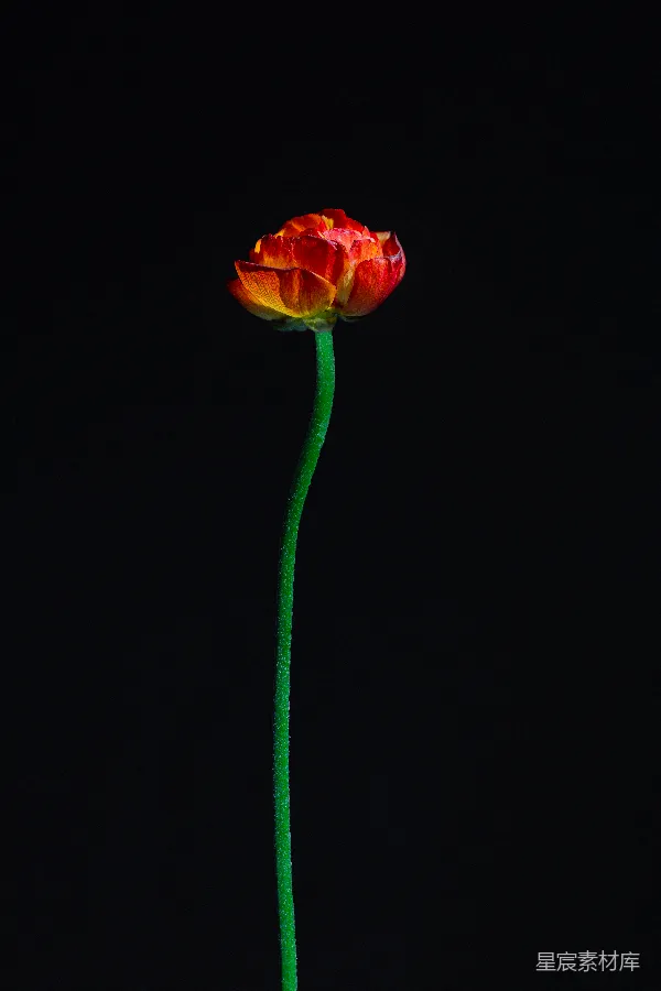 高清摄影 红花瓣花的极简主义摄影
