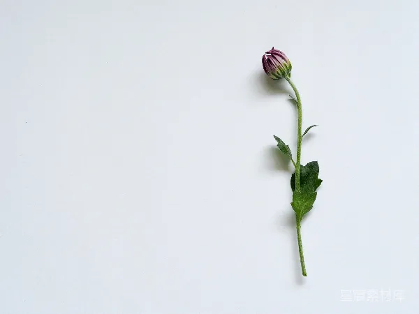 高清摄影 白色背景上的花