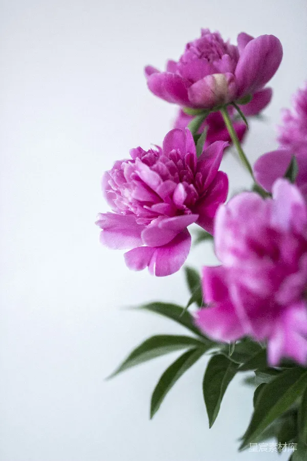 高清摄影 白色背景上的紫色花瓣花