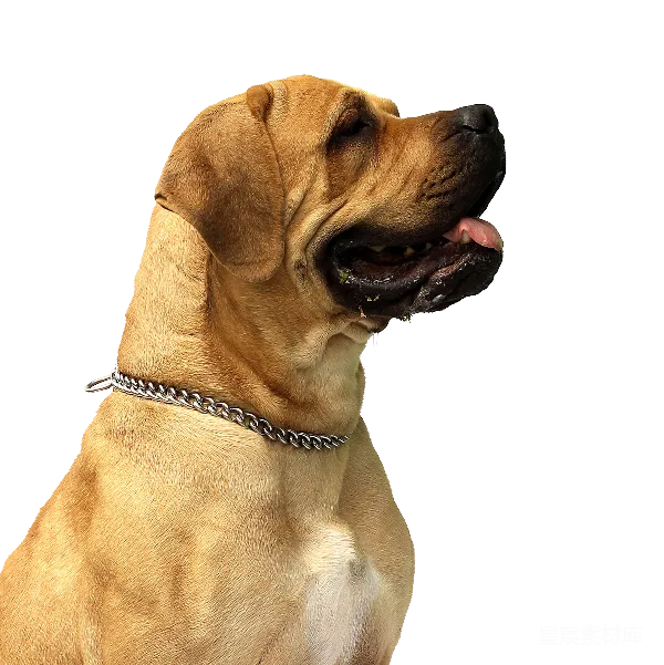 元素素材 阳光下的金毛猎犬