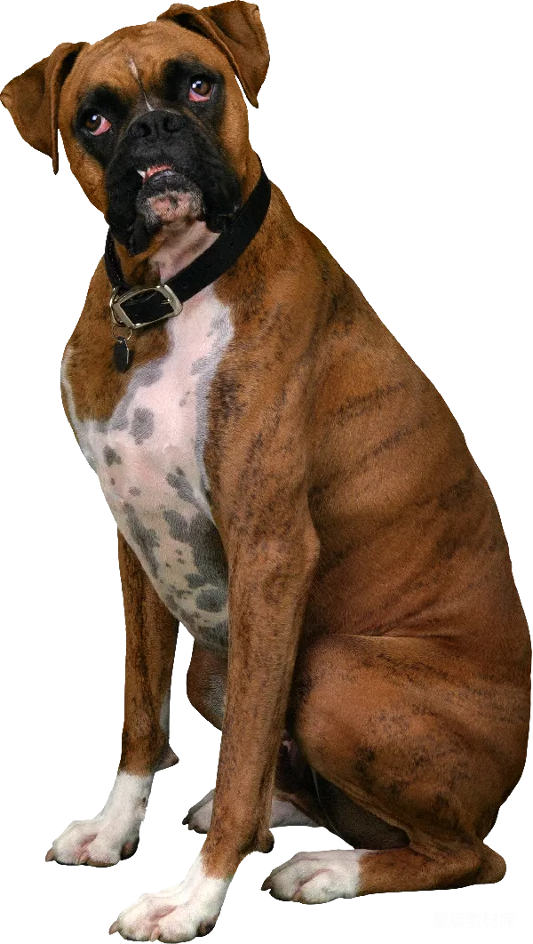 元素素材 拳师犬的正面写真