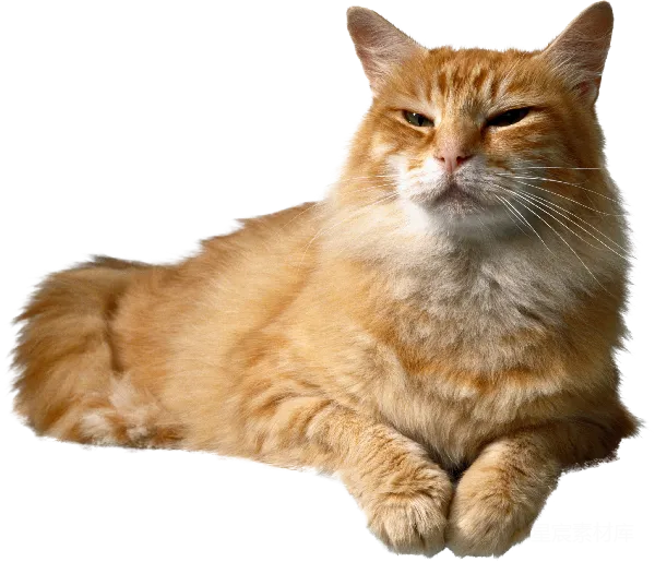元素素材 橙色长毛猫
