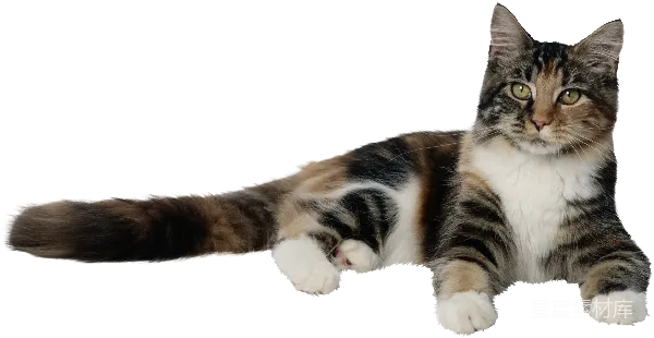 元素素材 可爱慵懒的猫咪
