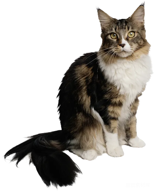 元素素材 长毛猫