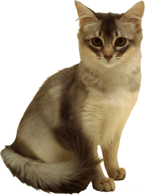 元素素材 棕白色猫的特写