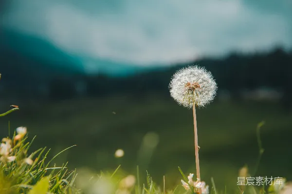 高清摄影 风中的一朵蒲公英在田野里摇曳。