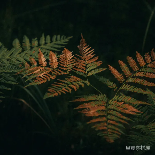 高清摄影 绿色和棕色叶子的植物