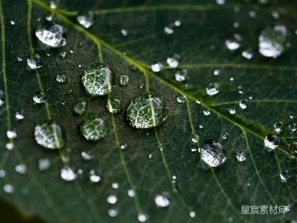 高清摄影 绿色叶片上的水滴