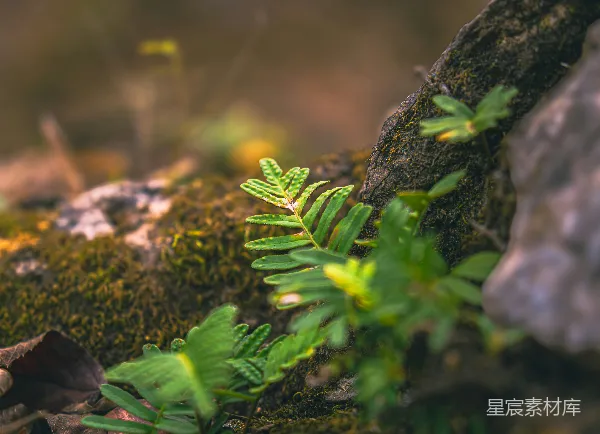 高清摄影 一块岩石上的植物特写
