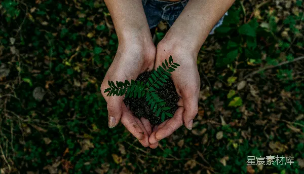 高清摄影 双手握持一小株植物种子在土壤中