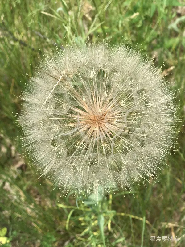 高清摄影 田野中一朵花蕾状的蒲公英的特写