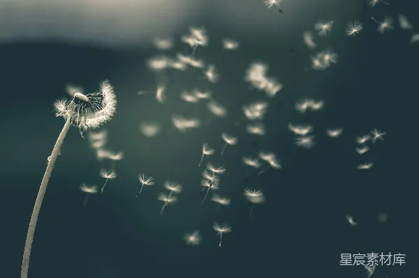 高清摄影 浅色系的白蒲公英