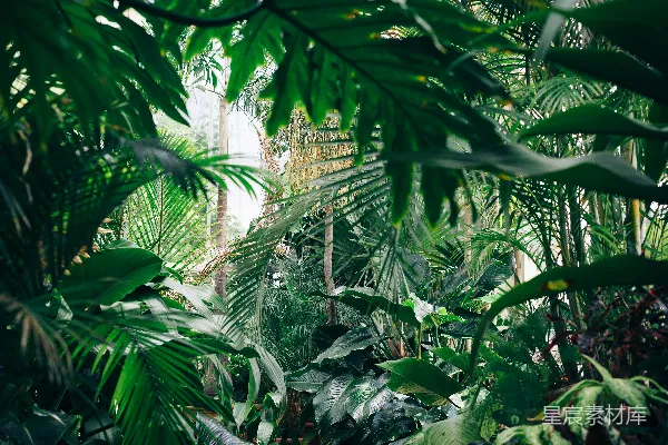 高清摄影 覆盖着绿色植物的区域
